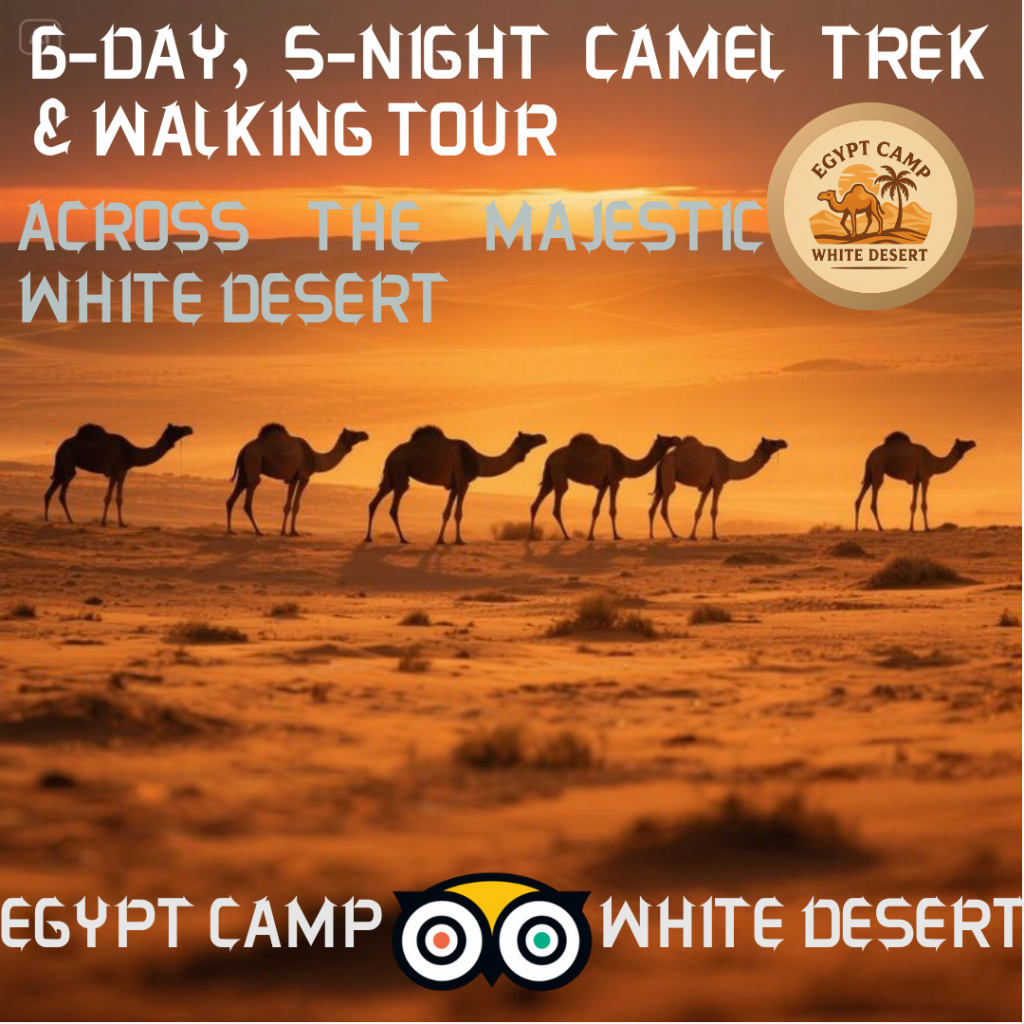 6-Day, 5-Night Camel Trek & Walking Tour in the White Desert