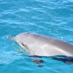 Exploring vibrant coral reefs with a snorkeling guide in the clear waters of Hurghada