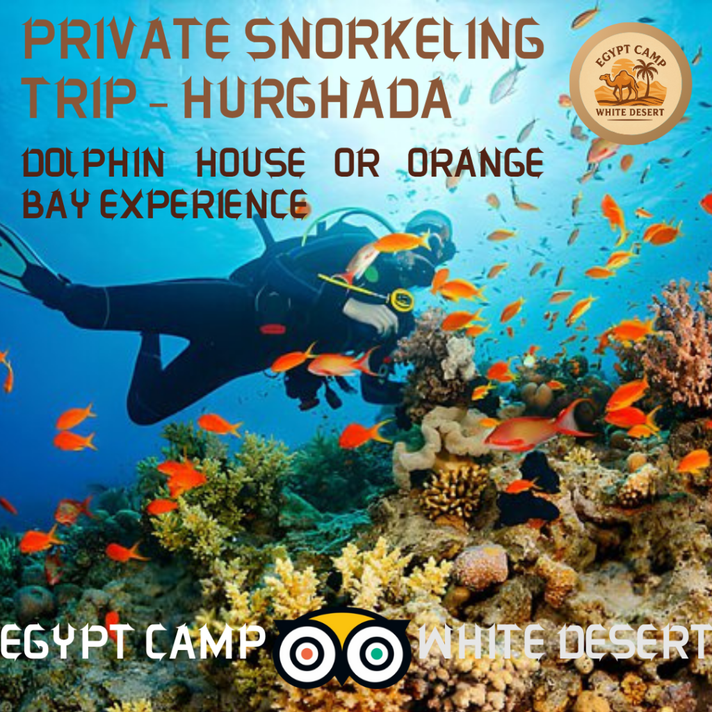 Private Full-Day Snorkeling Trip with Island or Dolphin House Visit – Hurghada