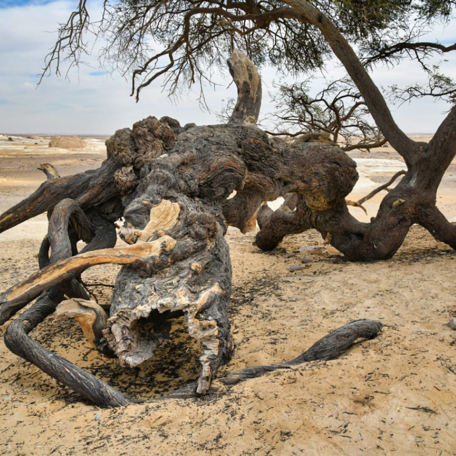 Black Desert hills covered with black volcanic stones