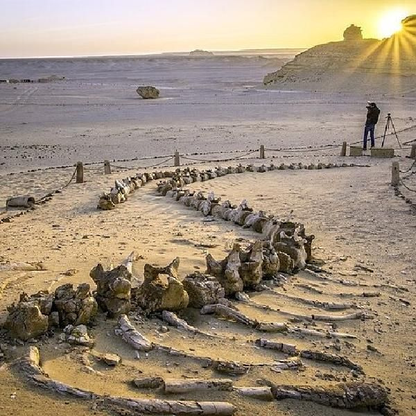 Fayoum Desert Tour